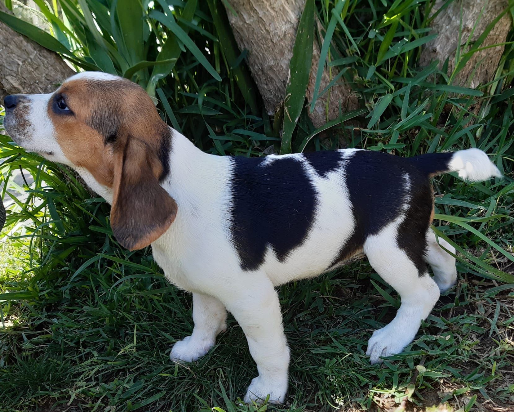 Excelente Macho Beagle Lop e afixo