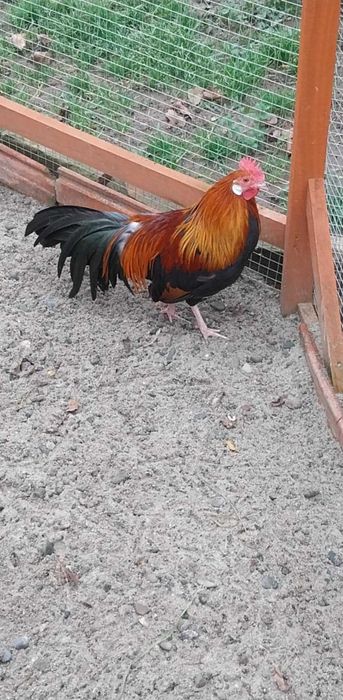 Młode koguty ozdobne