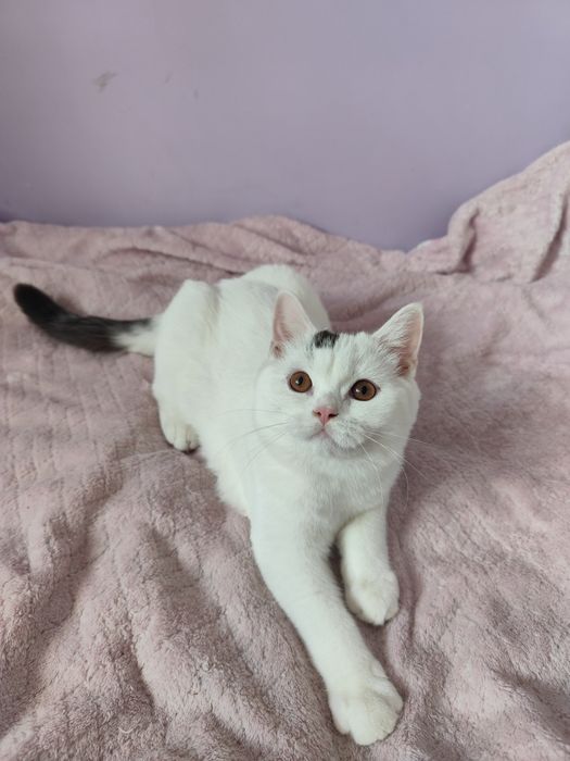 Kocurek brytyjski krótkowłosy