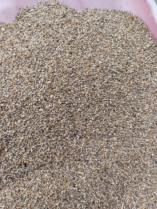 Ekologiczny nostrzyk żółty dwuletni certyfikat eko