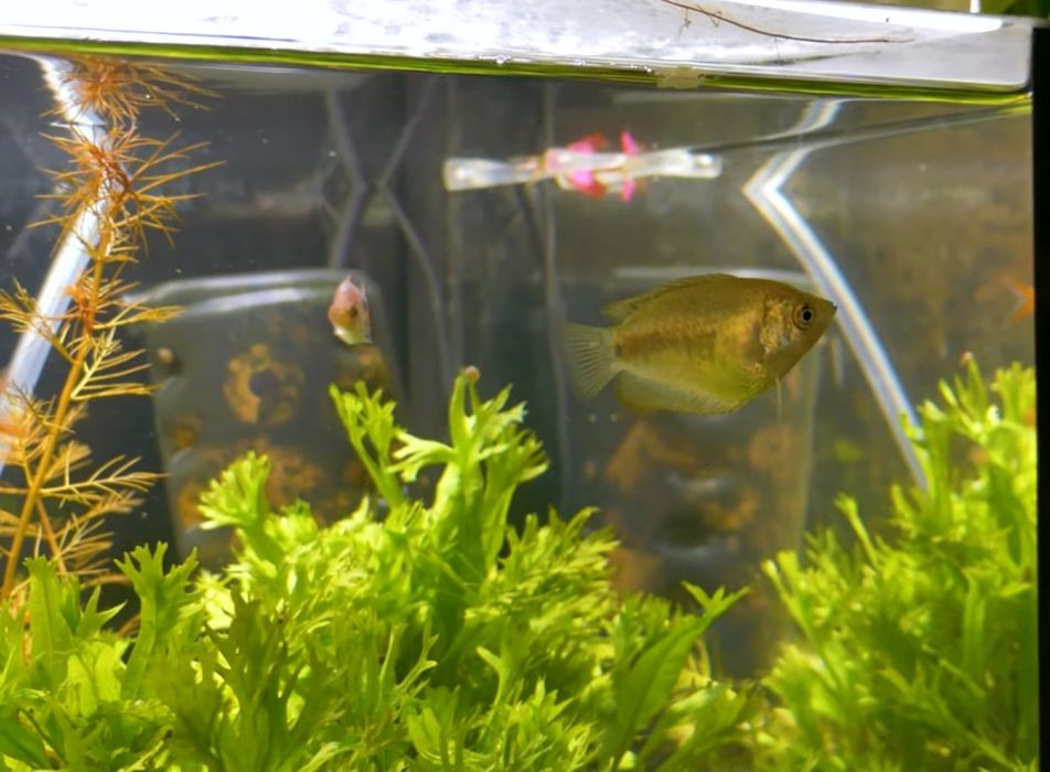 Pretnik Karlowaty SAMICE