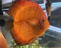 Discus 12cm (“Orange Snakeskin”)