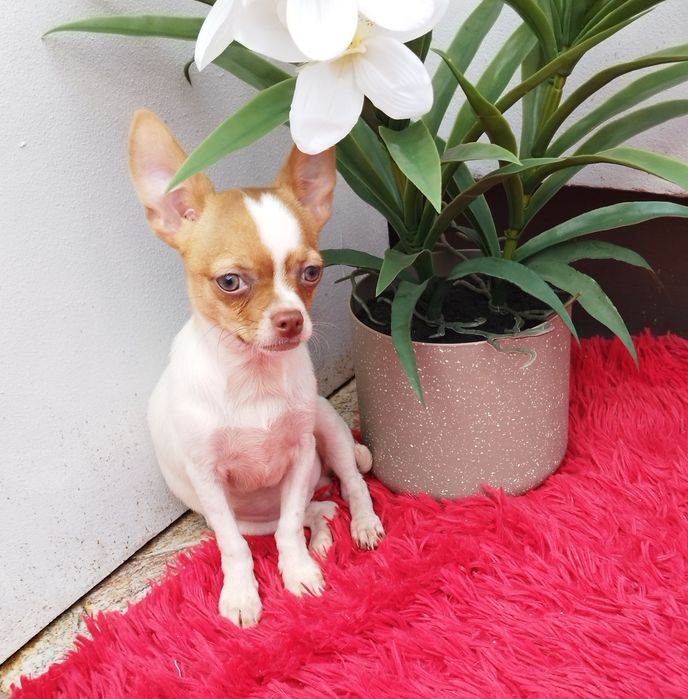 Chihuahua miniaturowy piesek