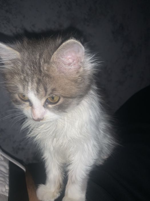 Отдам кошеня девочку