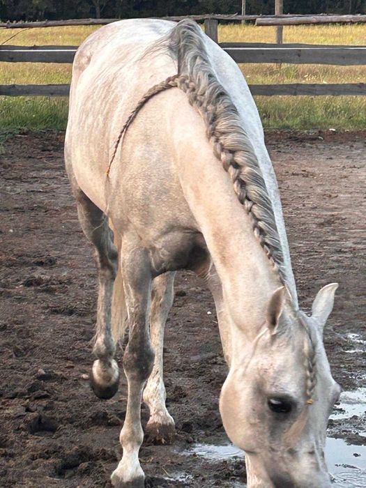 Ogier arabski -DESERT EAGLE