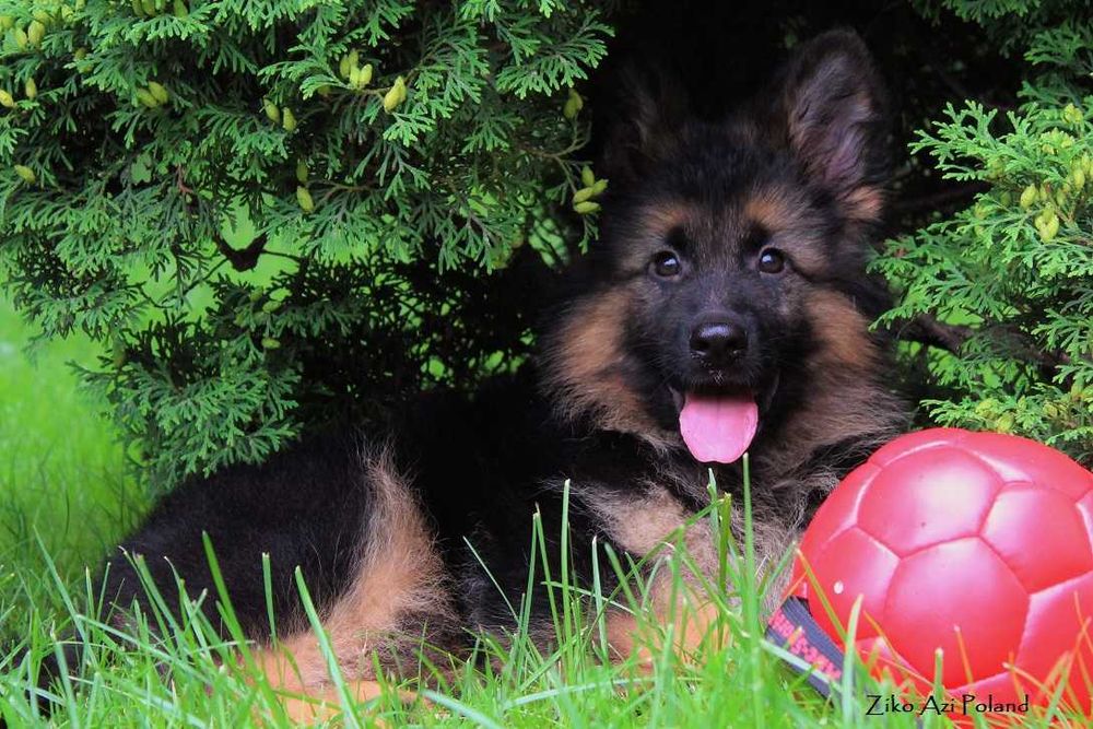 Owczarek Niemiecki Długowłosy FCI ( ZKwP ) Z RODOWODEM  POTĘŻNE !!!