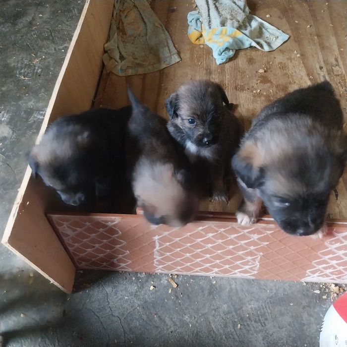 Para adopção cruzado Border Collie