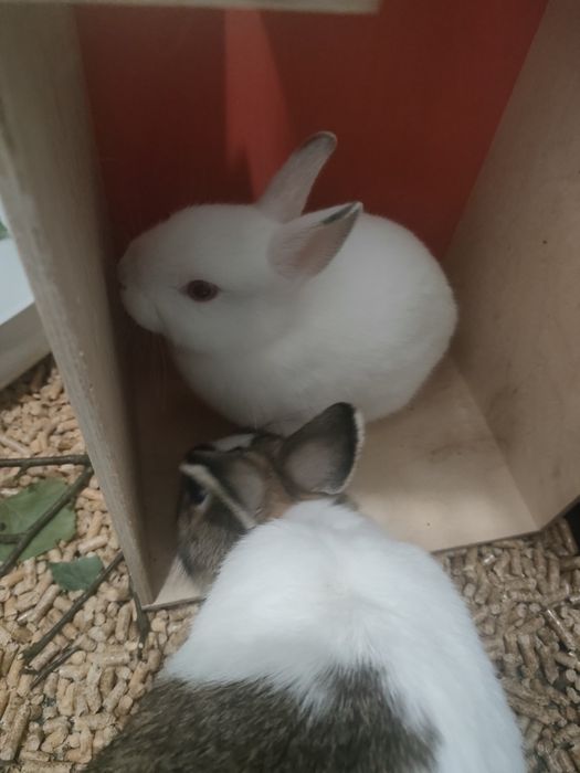 Królik miniaturka