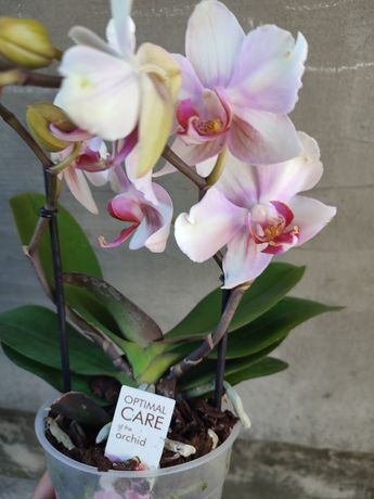 Орхидея бабулетка Монро