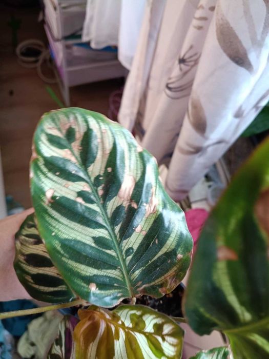 calathea kalathea makoya