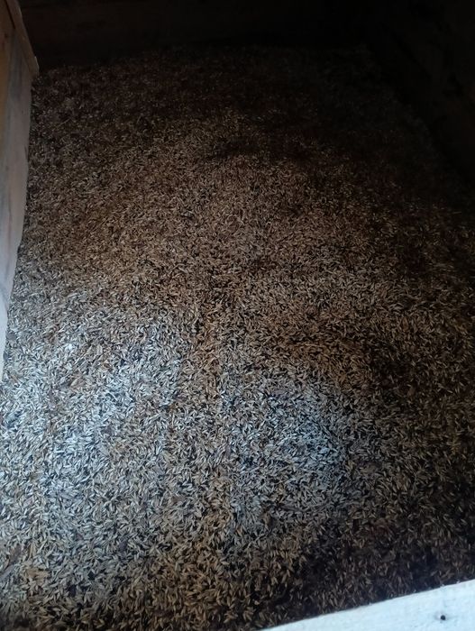 Pszenica samopsza zbiór 2025