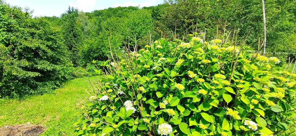 Ціну знижено! Продаємо дачу курорт Поляна Закарпатської області