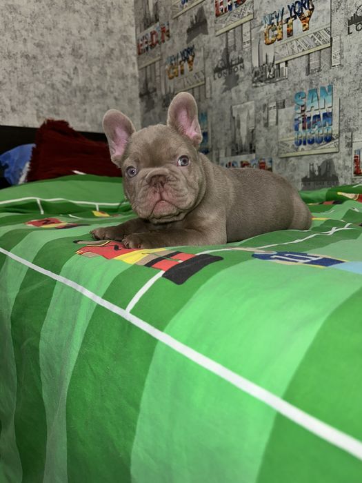 Хлопчин новотипний