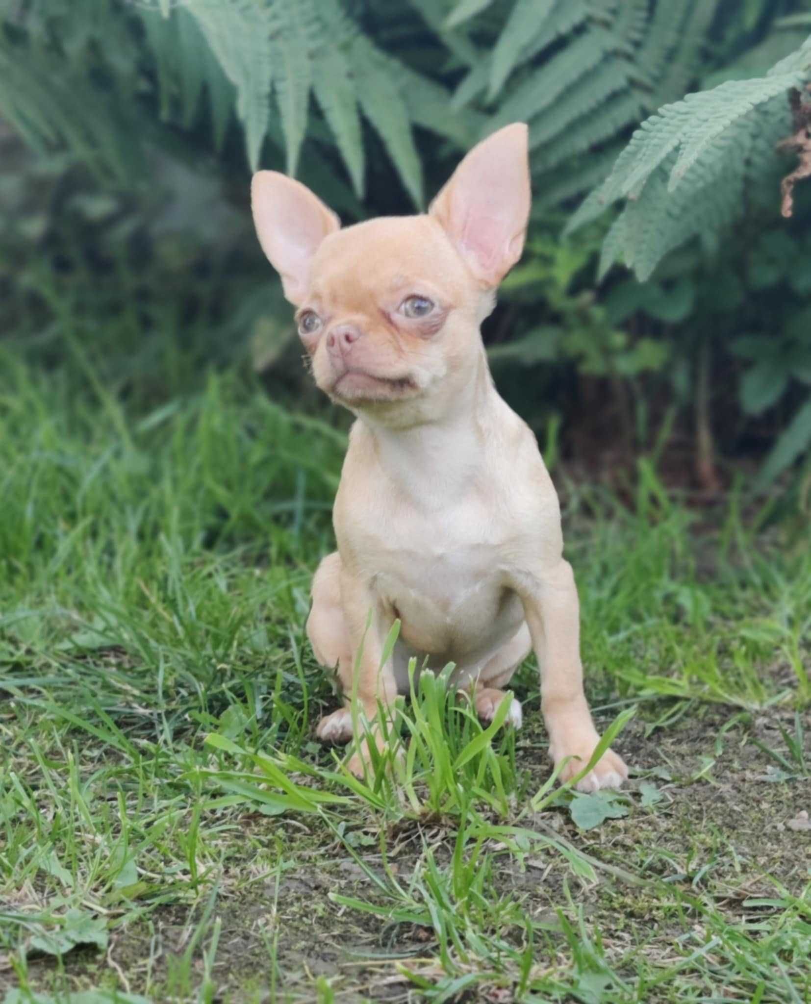 Mini dziewczynka chihuahua krótkowłosa (isabella) z rodowodem FCI