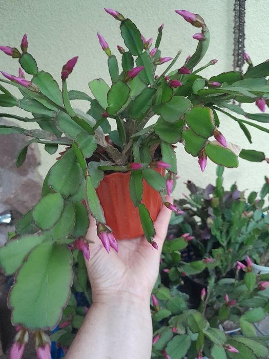 Різдвяник, пасхальник