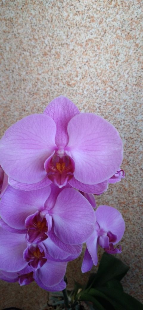 Орхідея фаленопсис квітуча