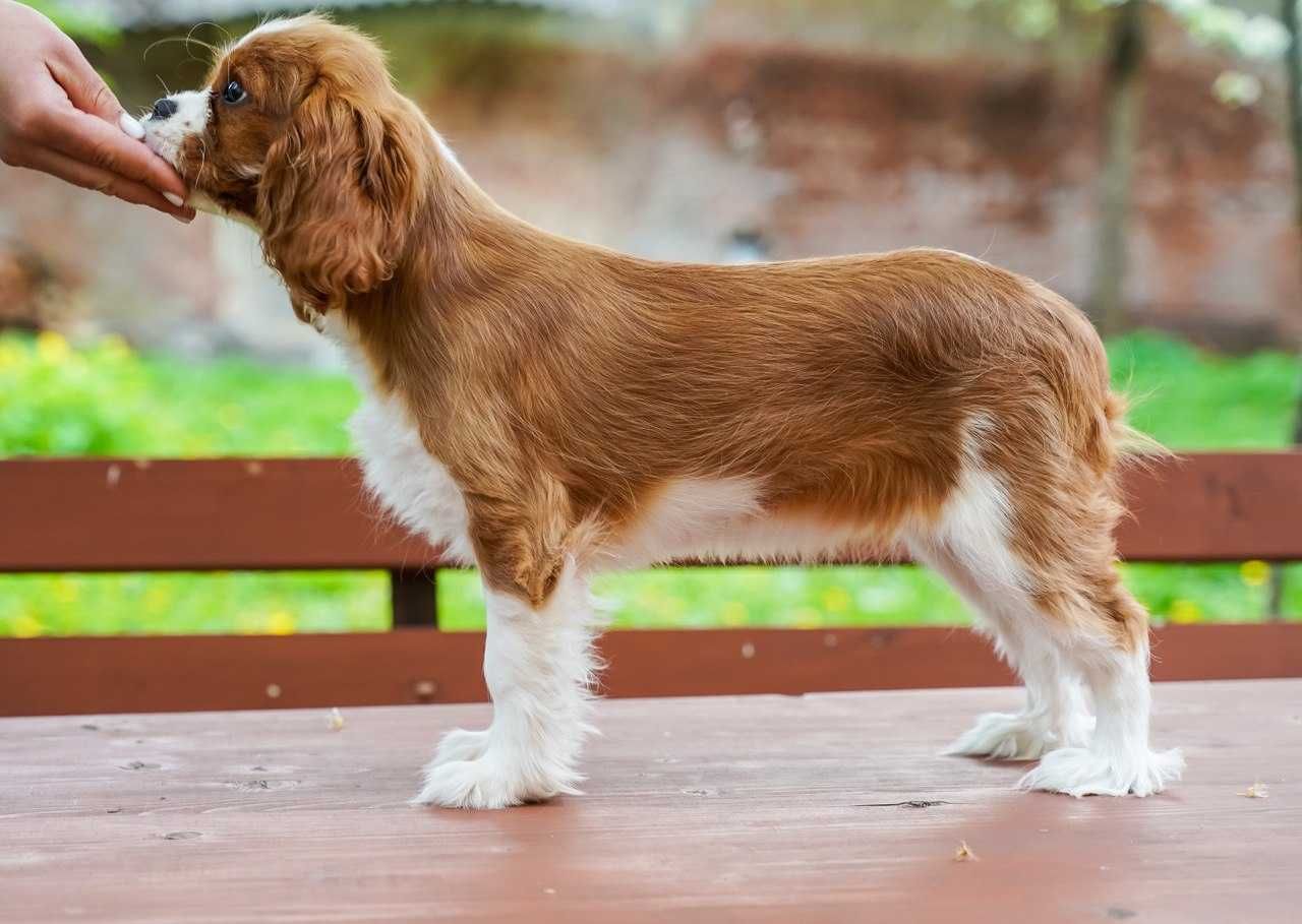 Cavalier King Charles Spaniel szczeniak