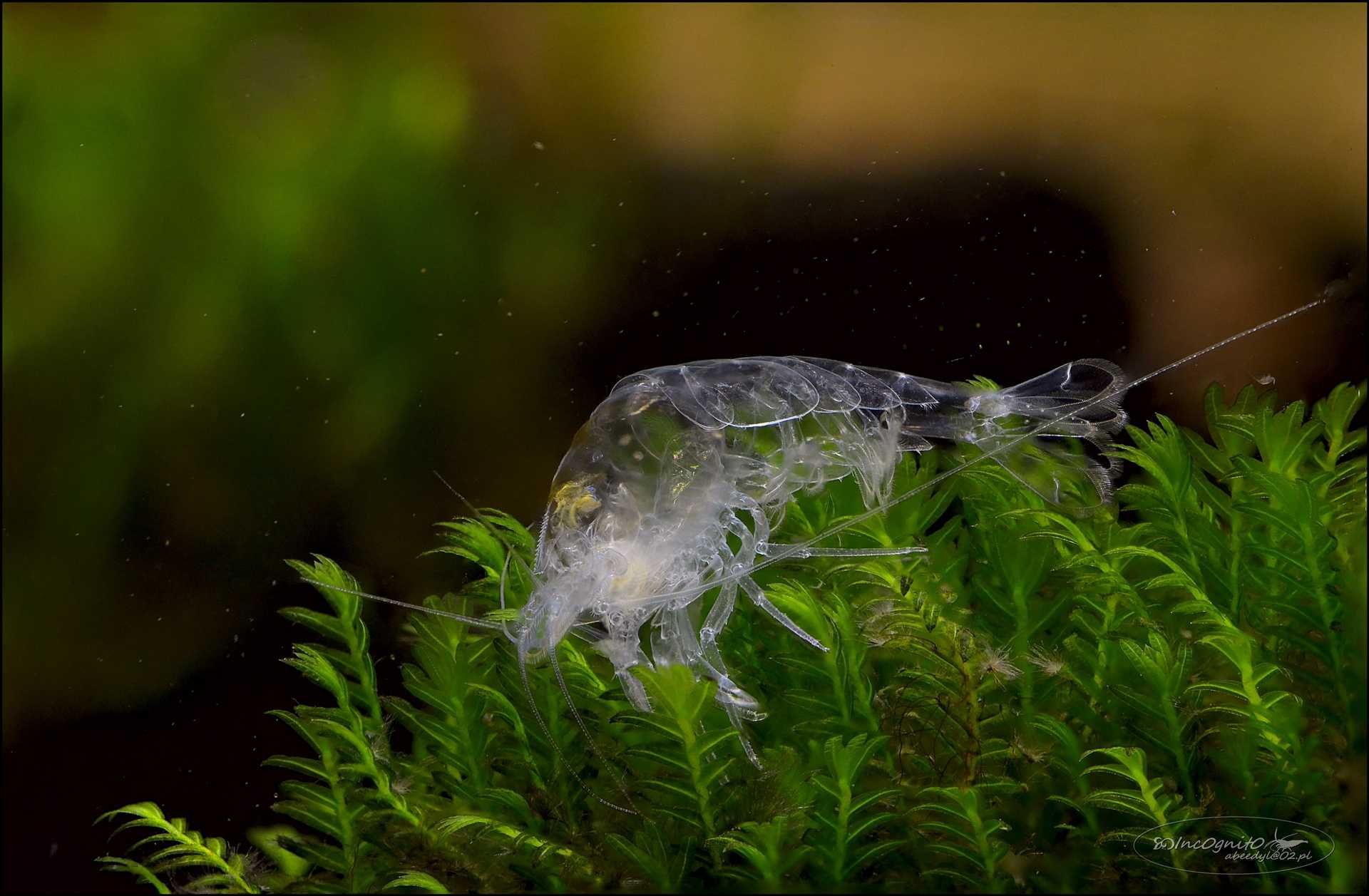 Obiektyw Tamron SP 90mm 1:2,8 Di Macro 1:1 Nikon
