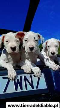 Dogo Argentino ZKwP FCI