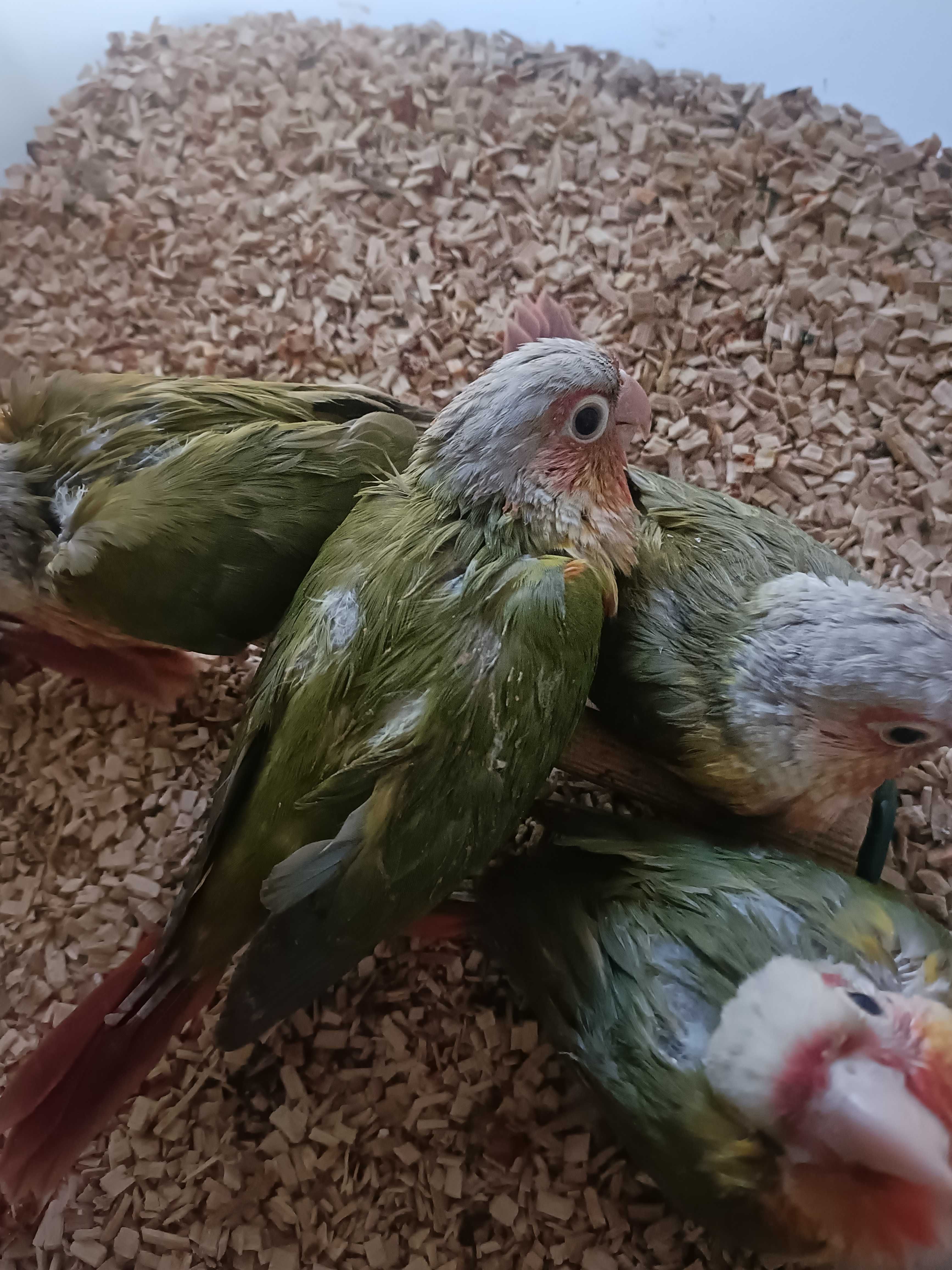 Pyrruras pyneeaples criadas  a mão ..