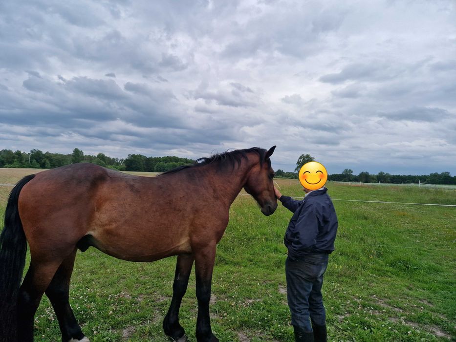 Sprzedam ogiera Derek lub większą ilość koni