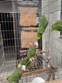 Papagaios Amazonas
