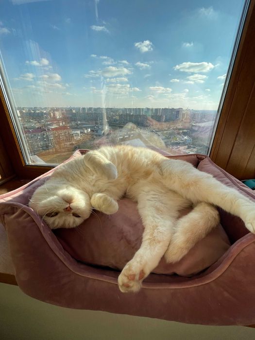 Подушка для животных. Любимые кошки и собаки.