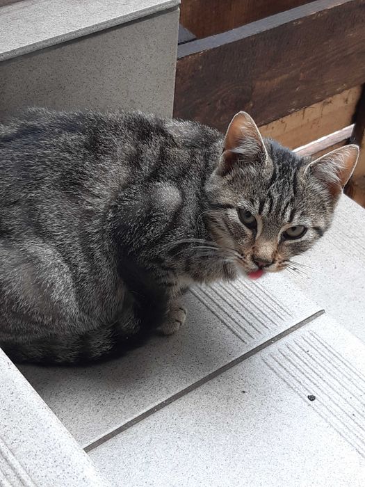 Dwie dorastające kotki szukają ciepłych domów.