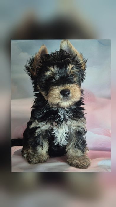 Yorkshire Terrier ZAREZERWOWANY