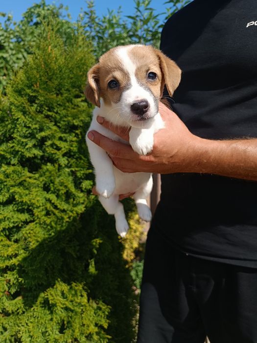 Щенкок Джек Рассел девочка