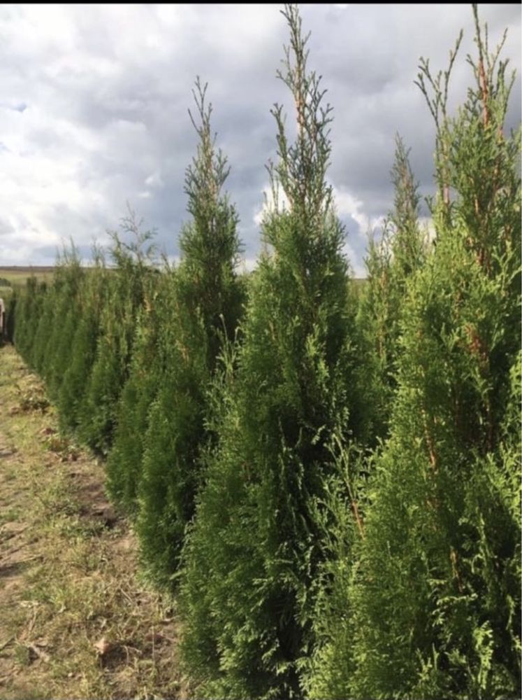 Tuja Szmaragd 140-150 PROSTO OD PRODUCENTA!Dostawa do domu(thuja tuje)