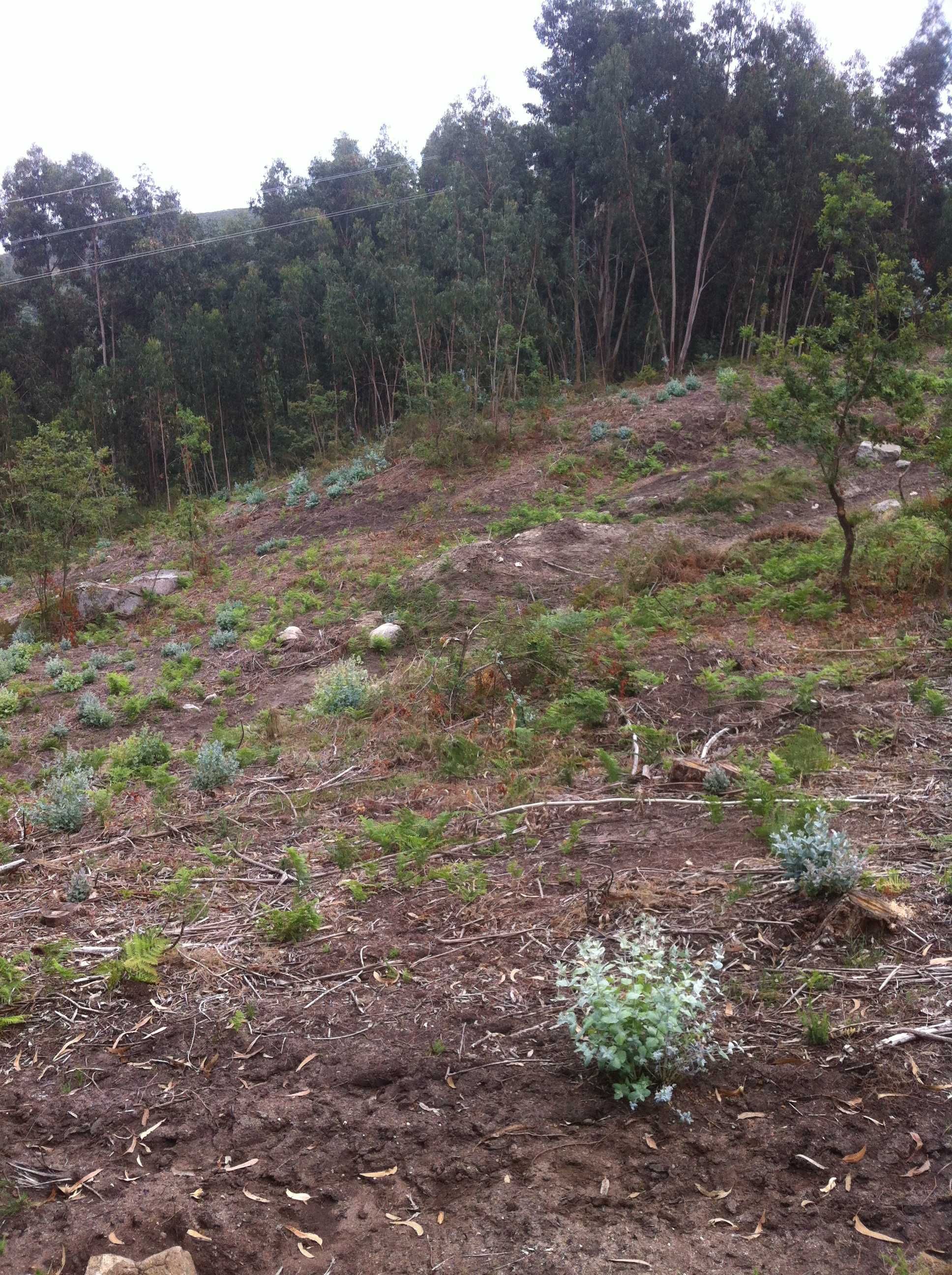 Terreno Urbano\florestal Covelas. Aceito propostas ou permuta