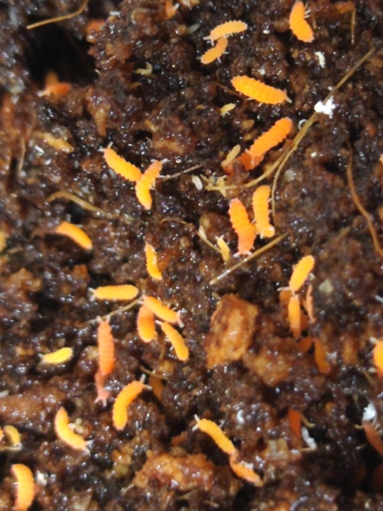 Yuukianura aphoruroides czerwone
