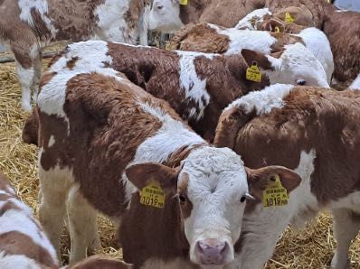 Sprzedam cielaki mięsne Cała Polska