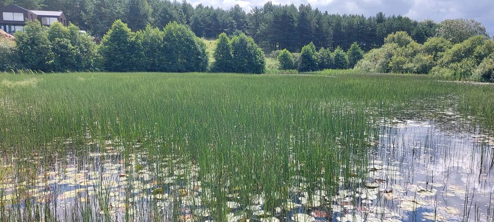 Koszenie trzciny,odmulanie,wykaszanie,oczyszczanie zbiorników wodnych