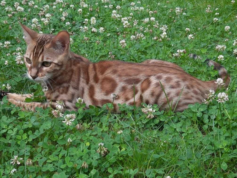 CHILI Jadry*PL - 6-miesięczny kocurek bengalski