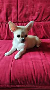 Cudna sunia chihuahua