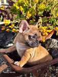 Bulldog francês red fawn