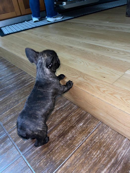 Bulldogue frances