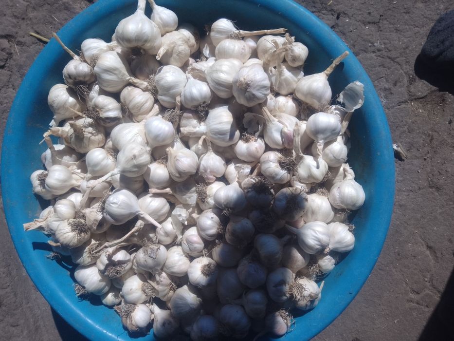 Продам. Часник зимовий і ярий