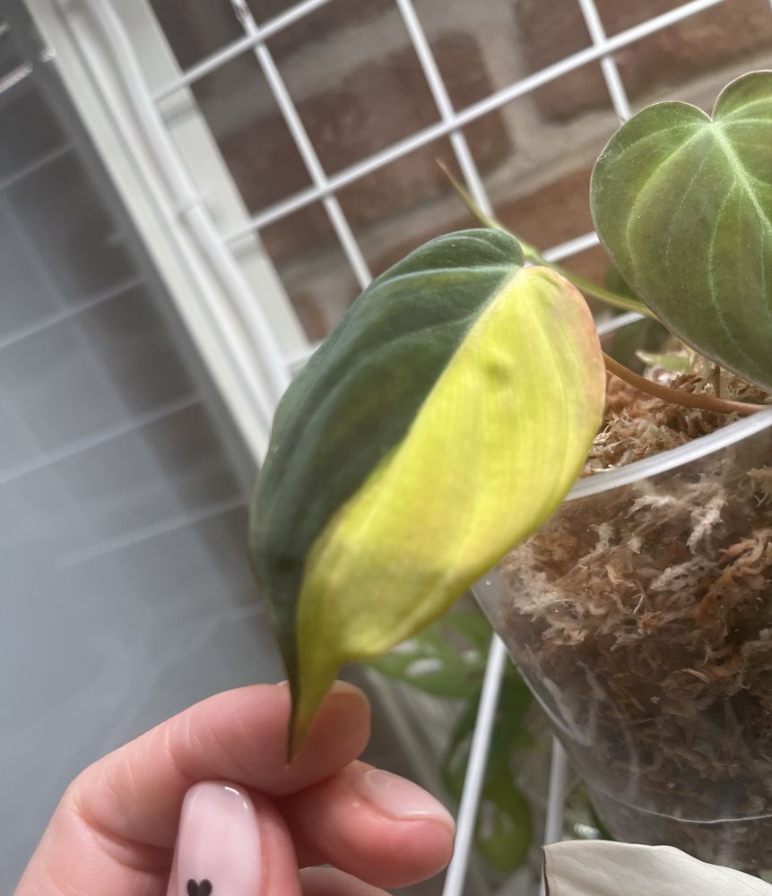 Philodendron Micans Variegata - Warszawa