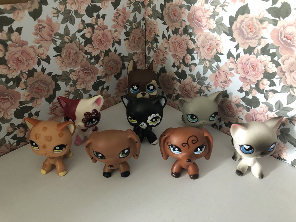 Lps pop shorthais jamnik dog niemiecki