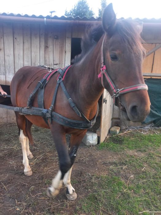 Sprzedam klacz huculską!