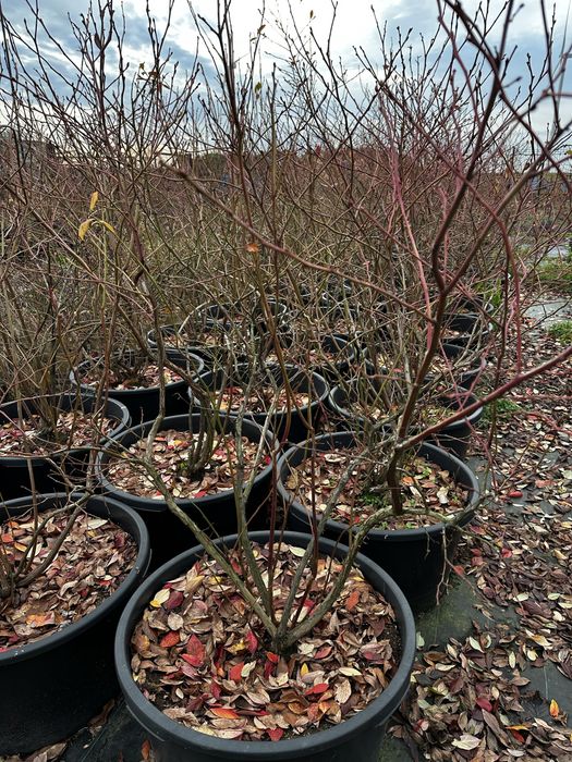 Borówka amerykanska Duże krzaki