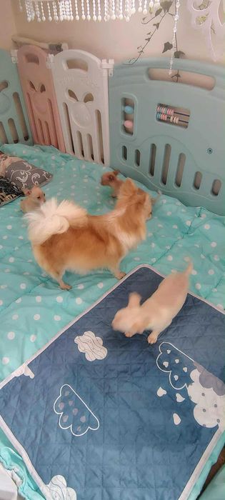 Chihuahua piesek Bolo