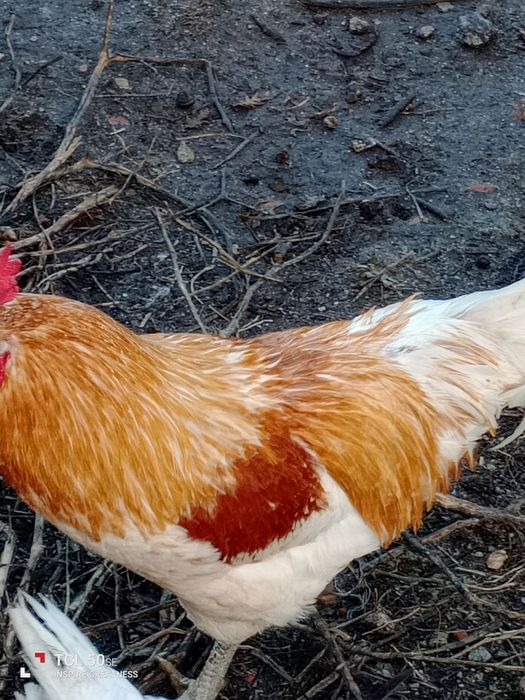 Galo grande 20€ retirar na lameira Rêgo