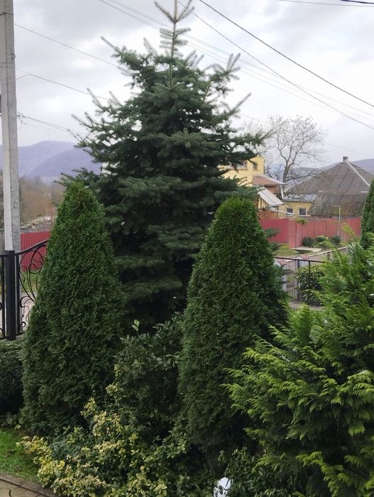 Продам ялинку живу Picea pungens