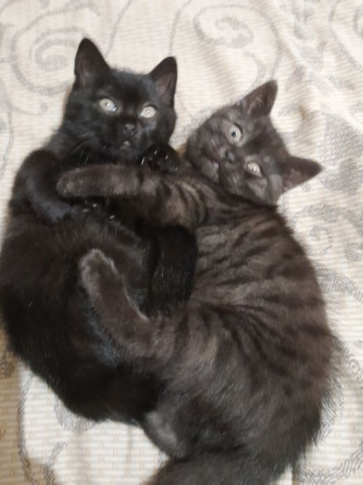 Шотландські дівчата чистокровні