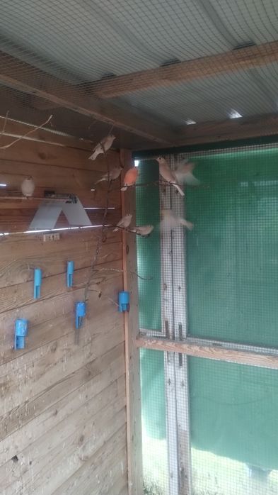 Gile mutacja 2025Lubuskie