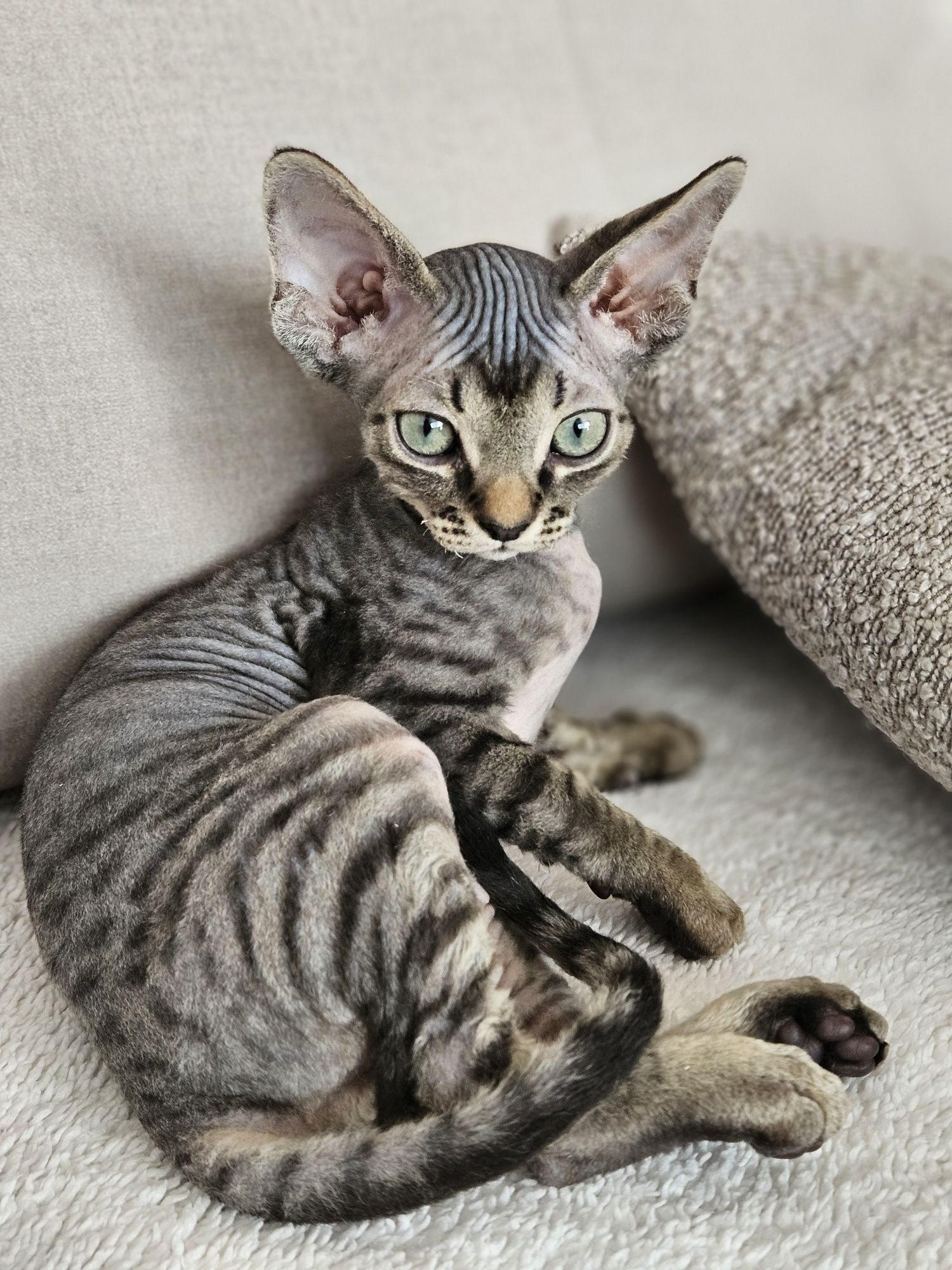 Cookie kocurek Devon rex